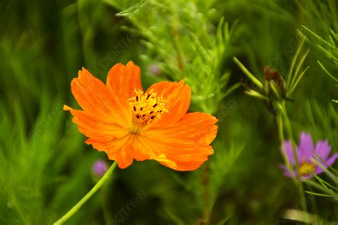 Photography Of Plants Flowers And Grass Background, Fresh Flowers, Photography, Plant Background ...