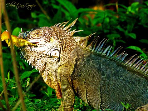 Iguana en habitat natural (Rio San Pedro, Tuxpan Nayarit.) Hábitat Natural, Cayman, Habitat ...