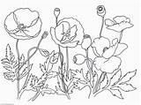 Poppy Coloring Pages Printable  Word Searches sketch template