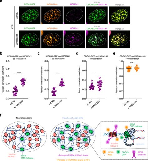 Replisome components limit the MCM accessibility at actively... | Download Scientific Diagram