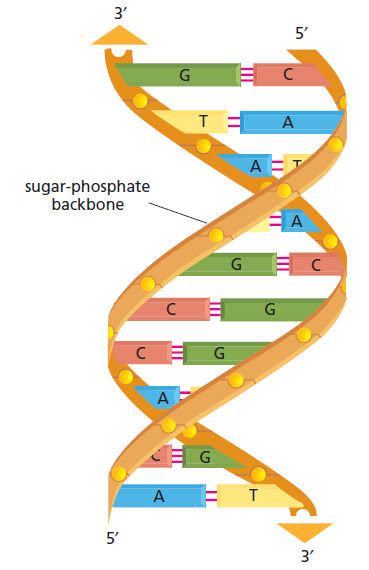 4: DNA molecule. DNA is built with four types of nucleotides, each of ...