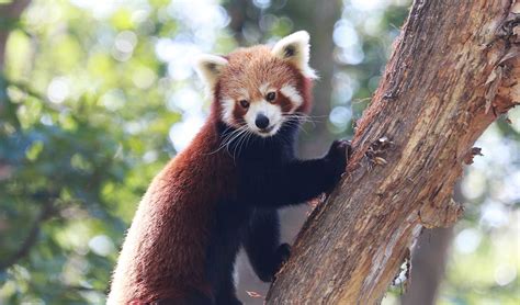 Red Panda Conservation :: Currumbin Wildlife Sanctuary