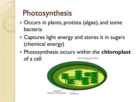 SOLUTION: 10 bioenergetics photosynthesis and respiration presentation author ringgold school ...