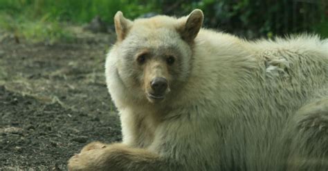 Distinctive 'White' Black Bear At Calgary Zoo (PHOTOS) | HuffPost Canada