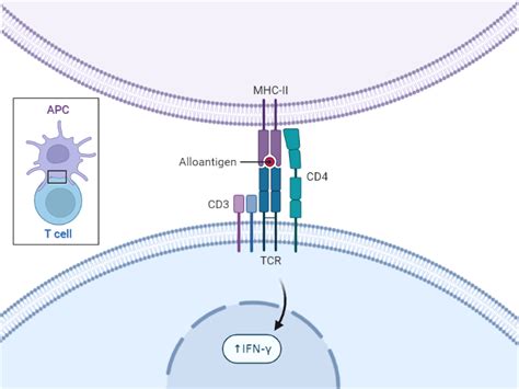 Autocrine Signal Loop | BioRender Science Templates