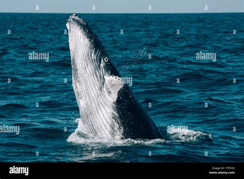 Blue whale breaching hi-res stock photography and images - Alamy