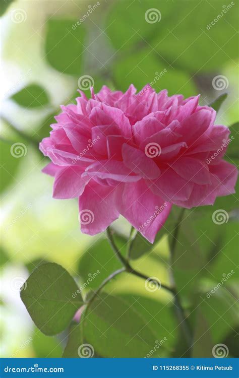 Pink Rose Flower on Blur Background Stock Image - Image of love, symbol ...