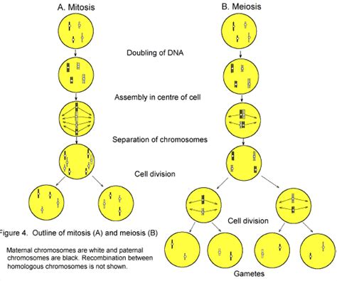 Reproduction By Mitotic Cell Division Quizlet - Cell Division