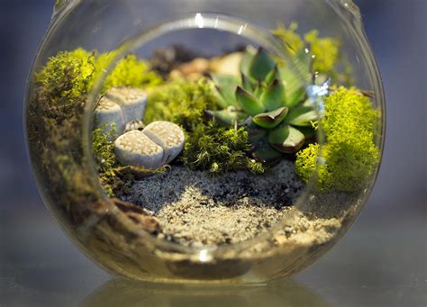 The Fern and Mossery: Ten Themes for Your Terrarium