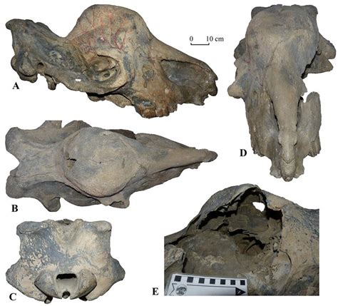 Skull of Elasmotherium sibiricum from Western Kazakhstan, Atyrau, coll ...