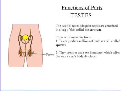 Siba Learning Zone - functions of testes - YouTube