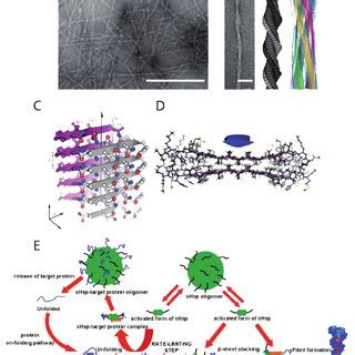 The structure of an amyloid fibril. (A) Amyloid fibrils formed by a... | Download Scientific Diagram