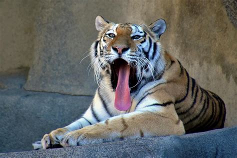 Tiger Yawning Photograph by Flo McKinley