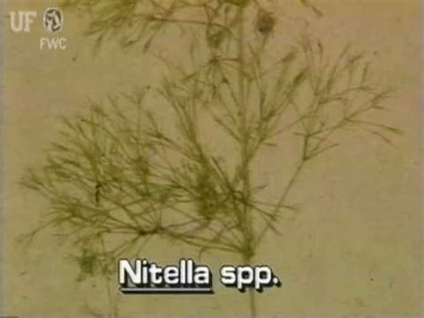 Stonewort Nitella Species