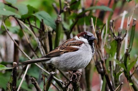 House Sparrow - food, nesting, distribution and other facts - Garden Birds