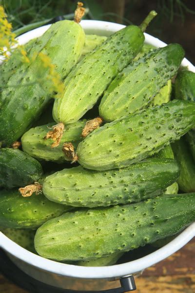 Pickling Cucumber Varieties - 3 Perfect Choices To Grow For Great Pickles