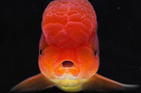 Detailed Photographs of Rare Fish Species – Fubiz Media