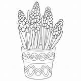 Muscari In A Pot Outline Icons Black And White Coloring Page Stock  sketch template