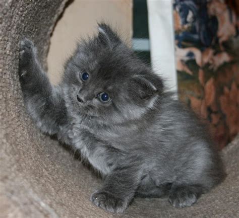 gray Manx kitten | Cat lovers, Cutest kittens ever, Manx kittens