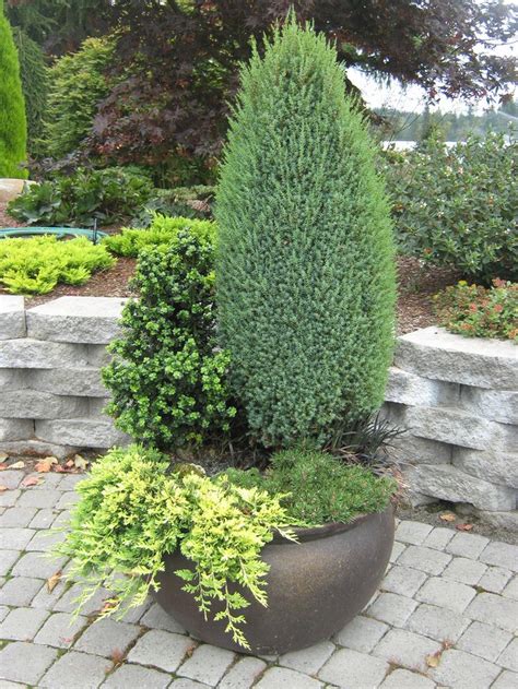 Evergreen Container Plants Zone 9 at Jeannette Cargill blog