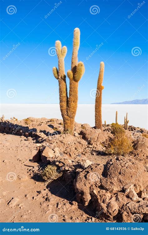 Cactus Island, Uyuni stock photo. Image of area, extreme - 68143936