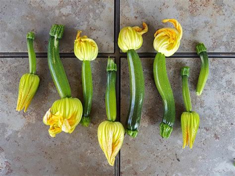 How to Grow Zucchini (Summer Squash): Planting, Pests, Pollination & More ~ Homestead and Chill