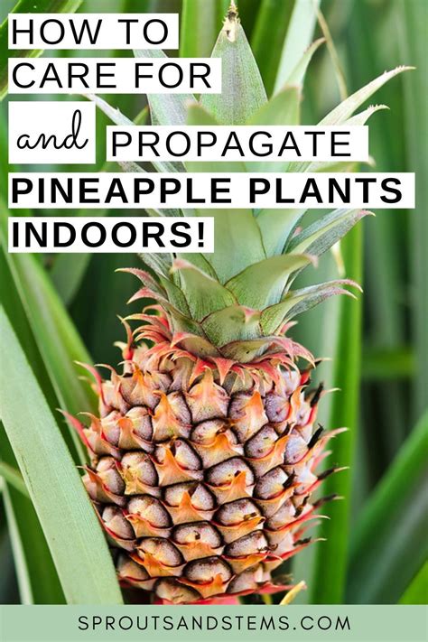 Indoor Pineapple Plant Care and Propagation