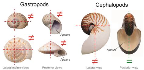 Gastropod Shapes and Description, Kentucky Geological Survey ...