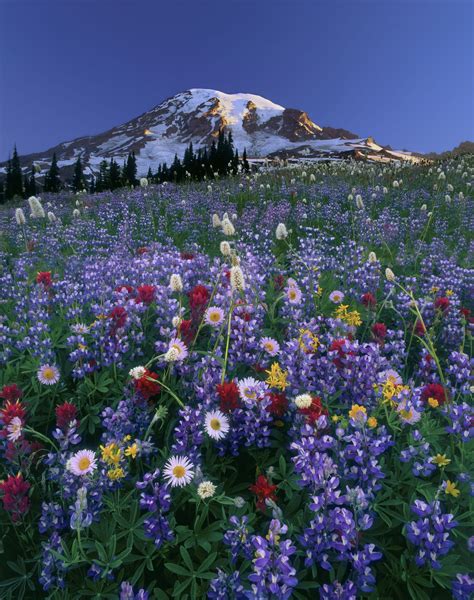 Wildflowers, Mount Rainier National Park, Washington - Art Wolfe ...