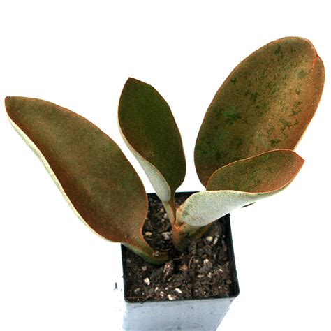 Kalanchoe Copper Spoon | Succulents for Sale