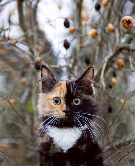 A Gorgeous Tortoiseshell Calico Cat Whose Adorable Face is Half Orange and Half Black