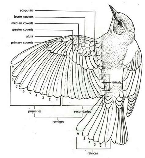 Wing diagram | Bird drawings, Animal drawings, Bird sculpture