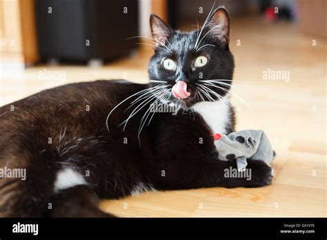 Cat playing with mouse-toy Stock Photo - Alamy