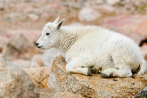 Baby Mountain Goats On Mount Evans Photograph by Steve Krull