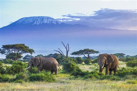 5 Surprising Facts about Kenya’s Big Five | Africa & Asia Venture | Gap ...