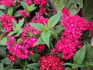 Pentas lanceolata Graffiti 'Lipstick' Star Cluster from Sedan Floral