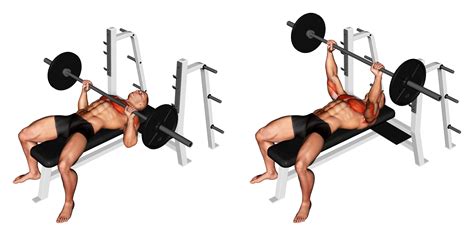 Barbell Bench Press: Benefits, Muscles Used, and More - Inspire US