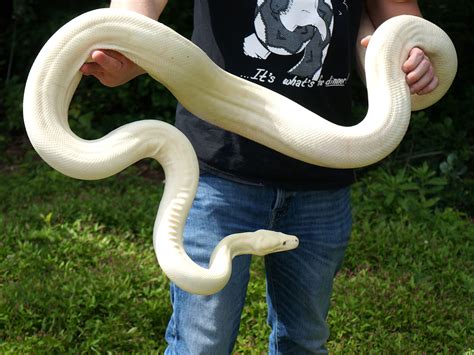 Albino Olive Python by New England Reptile Distributors - MorphMarket