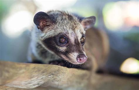 Kopi Luwak: Busting the Civet Cat Coffee Myth