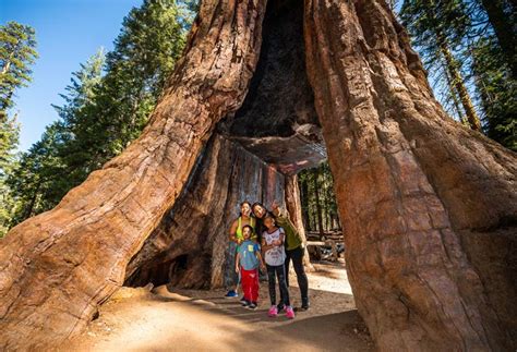 Mariposa Grove - Redwood Trees at Yosemite National Park