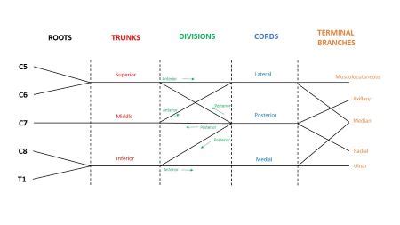 Draw the brachial plexus with all its main branches. | Homework.Study.com