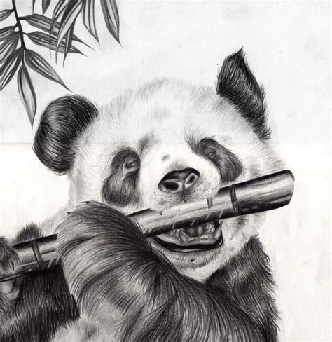 Panda Drawing Realistic: A Step-by-Step Guide