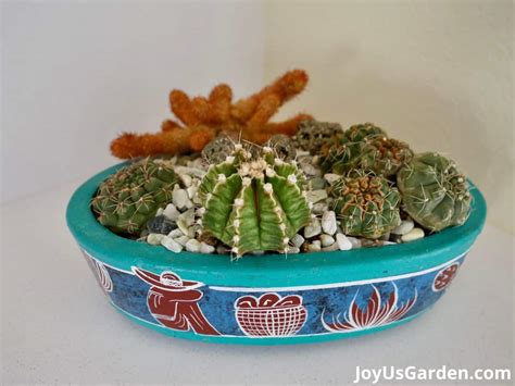 Cactus Arrangement DIY: Create & Care For A Cactus Dish Garden