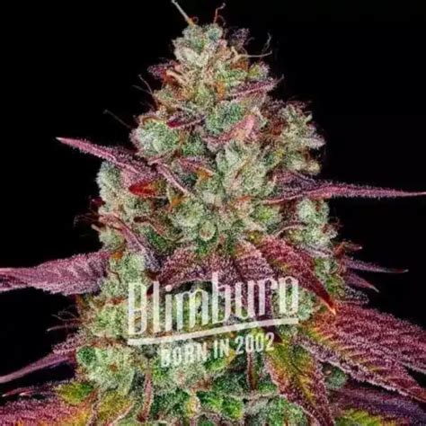 Mimosa Seeds | 30% THC | Buy Cannabis Seeds