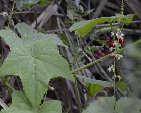 What Is This Prickly Papery Cucumber-Like Seed Hanging from a Vine in Southern Ontario ...