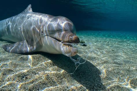 How Many Whales Died From Plastic Pollution: A Startling Revelation