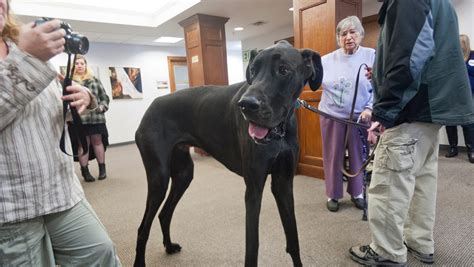 Goodbye to a giant: Zeus, world's tallest dog, dies