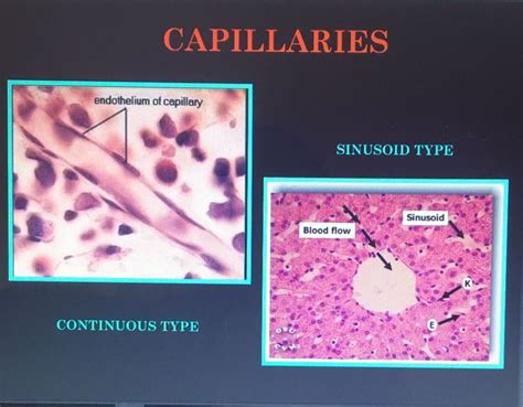 Histology of Capillaries - MEDizzy