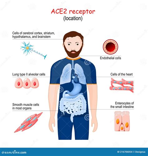 ACE2 receptor location stock vector. Illustration of pneumonia - 216706054