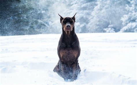 Dobermann Wallpapers - Wallpaper Cave